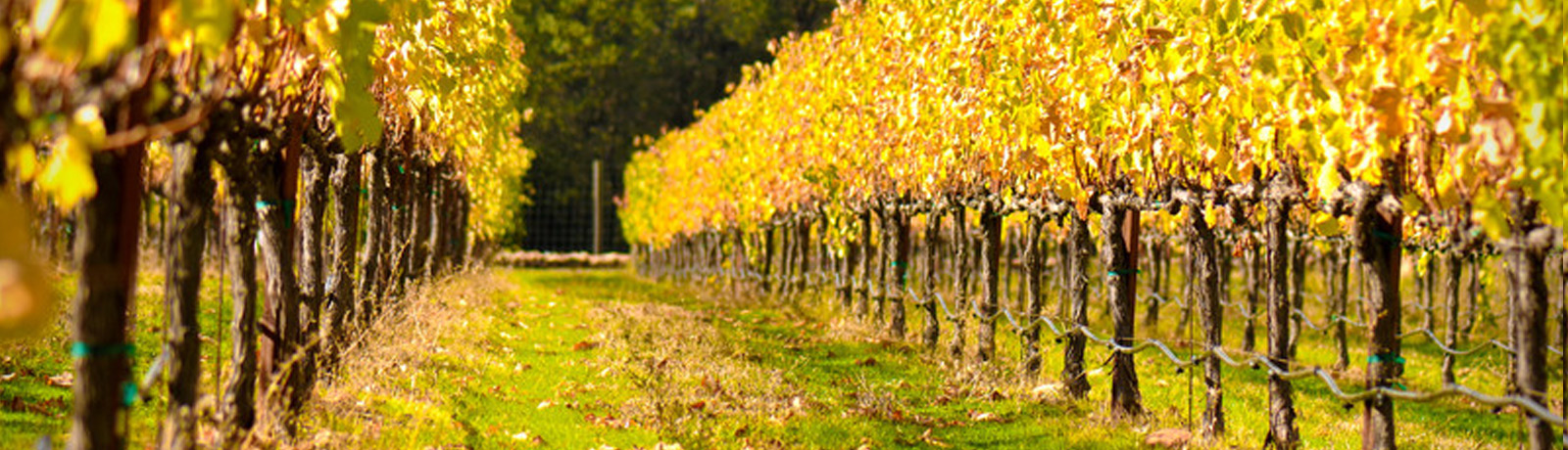 wineries vineyards